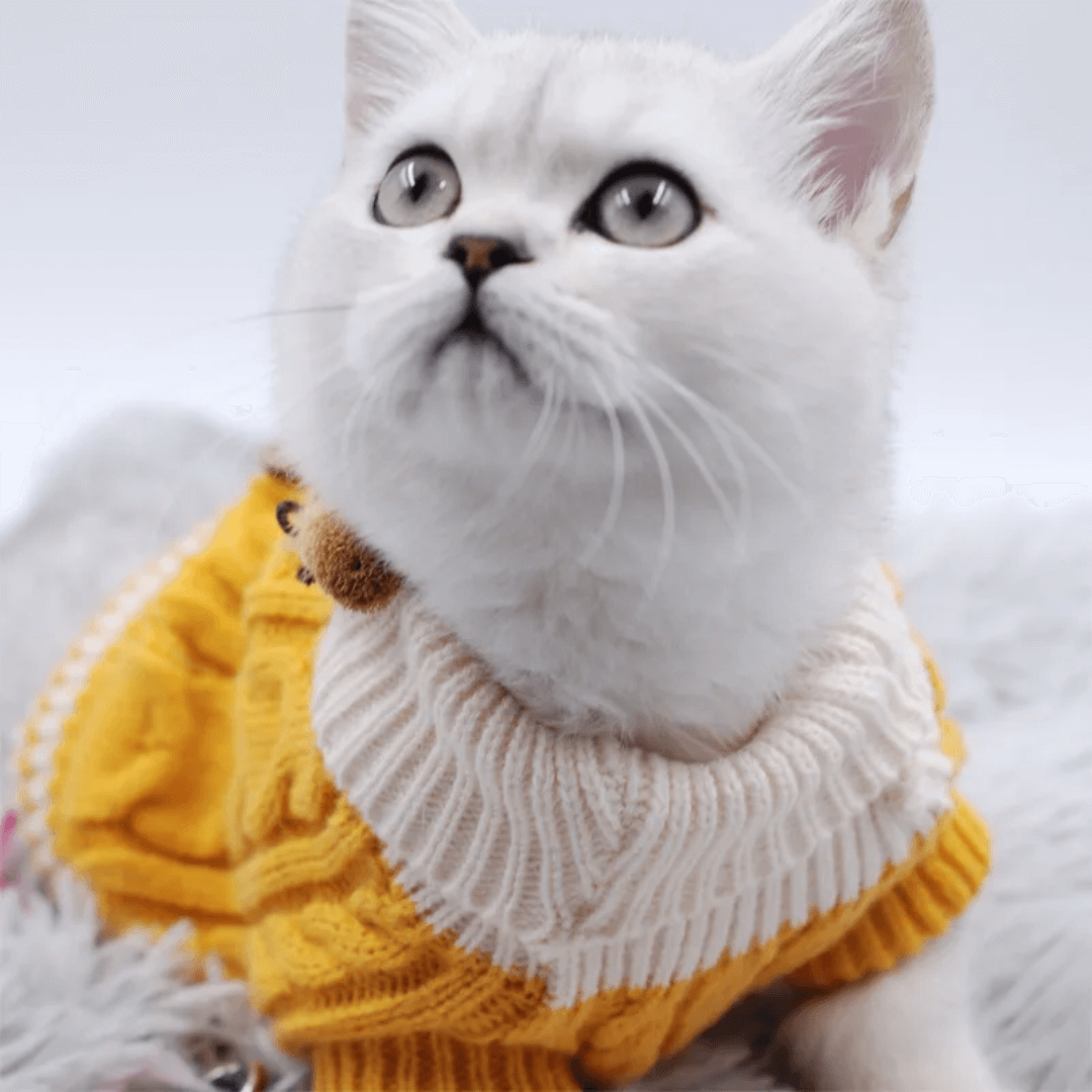 Suéter Pet de Tricot Forglows