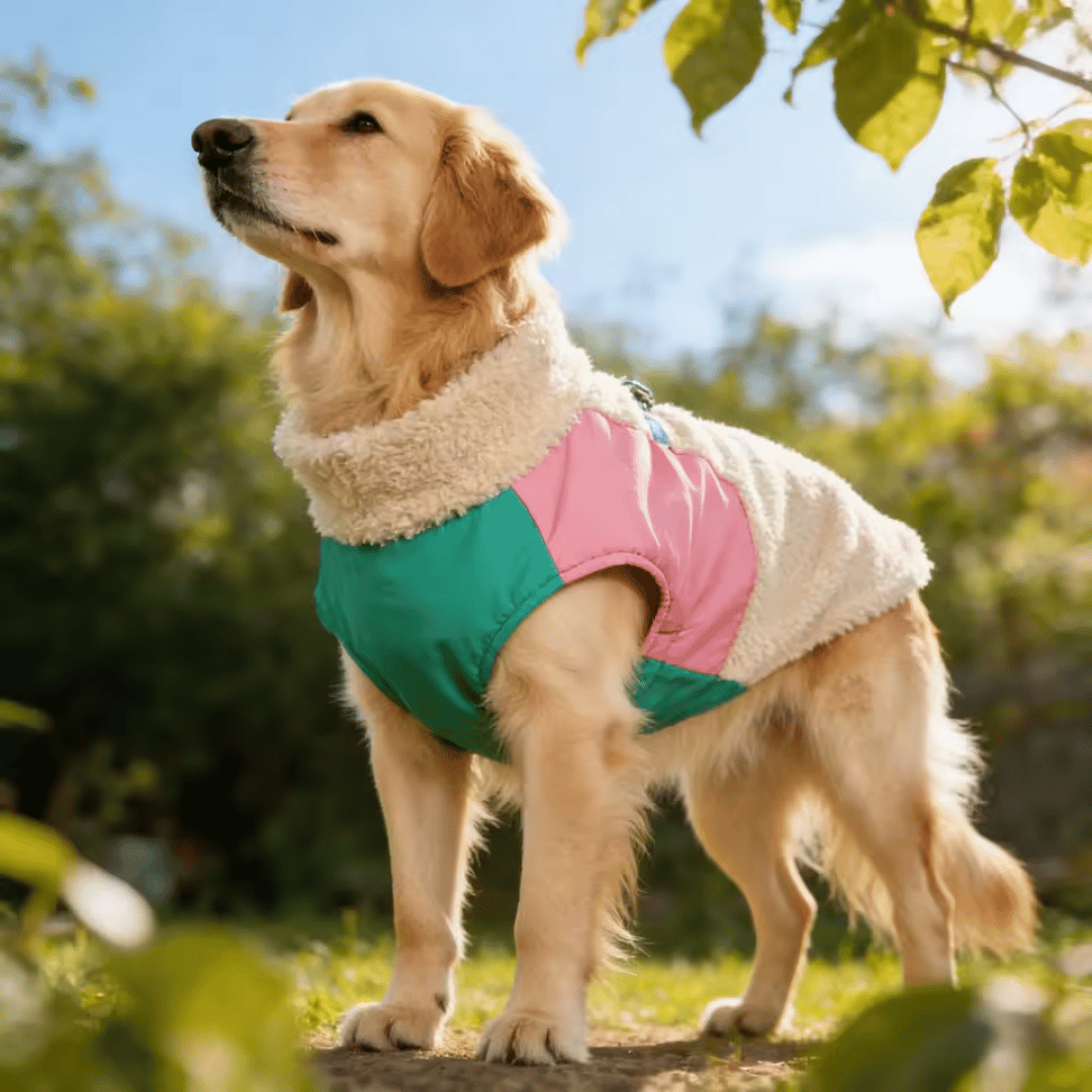 Jaqueta para Pet Forglows