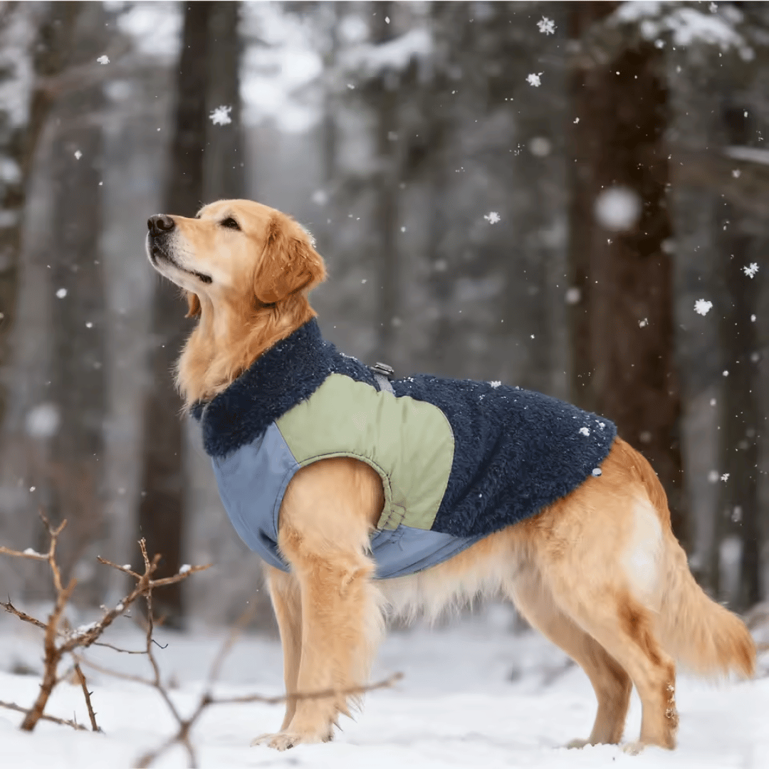 Jaqueta para Pet Forglows