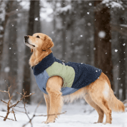 Jaqueta para Pet Forglows